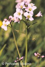 Řeřišnice luční